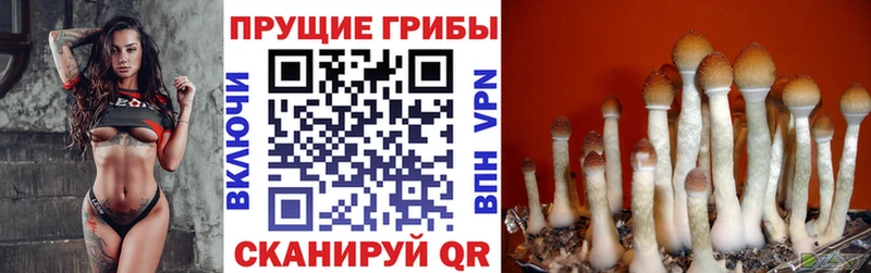 цены   Рузаевка  omg ТОР  Псилоцибиновые грибы прущие грибы 